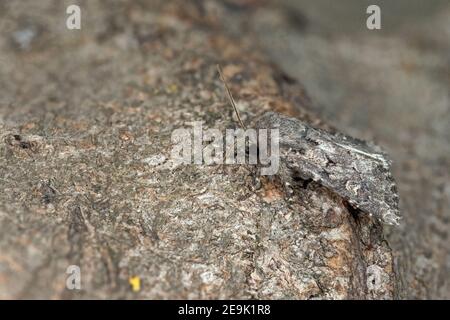 Flounced Rustikale (Luperina testacea) Motte Stockfoto