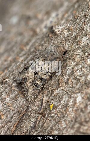 Flounced Rustikale (Luperina testacea) Motte Stockfoto