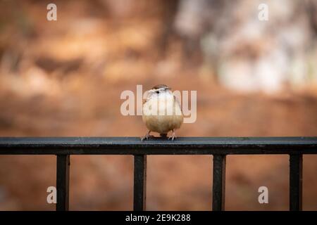 Carolina Wren auf Zaun Stockfoto