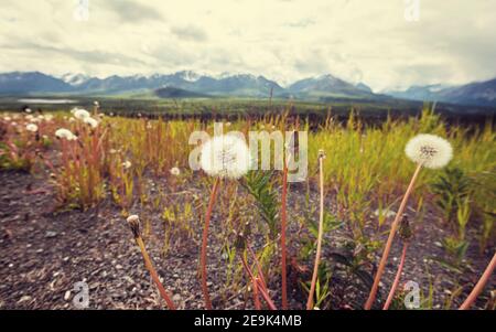 Arktische Landschaften-Blumen Wiese in Alaska in der Sommersaison Stockfoto