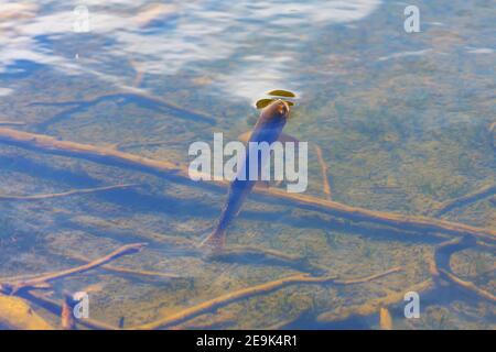 Große Bachforellen schwimmen im Bergsee Stockfoto