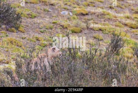 Wild Cougar (Puma concolor) im Torres del Paine Nationalpark, Chile. Stockfoto