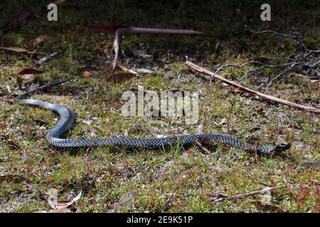 Black Tiger Snake im Gras, Tasmanien, Australien Stockfoto