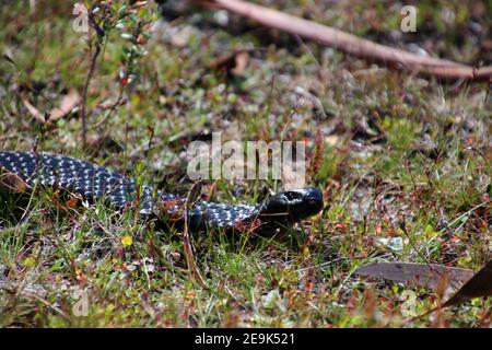 Black Tiger Snake im Gras, Tasmanien, Australien Stockfoto