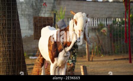 Weiße Hausziege oder Capra aegagrus stehen auf dem Ackerland. Weiße Ziege mit langen Hörnern, die die Kamera sehen. Stockfoto