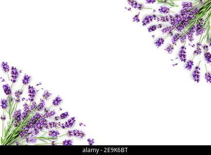 Lavendel Blumen und Blätter kreativen Rahmen auf weißem Hintergrund. Draufsicht, flach liegend. Florale Komposition und Design. Gesunde Ernährung und Alternative medi Stockfoto