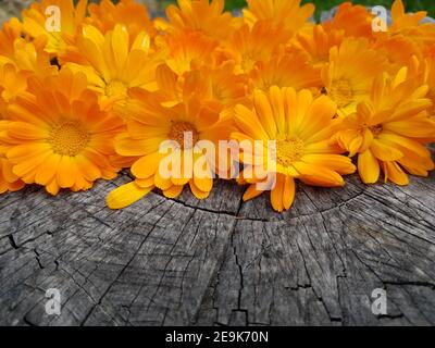 Leuchtend gelbe Blüten der Ringelblume auf herbstlichen Hintergrund Stockfoto