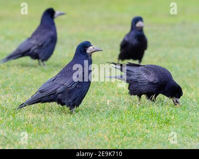 Saatkrähe Corvus frugilegus Fütterung im Grünland Ostküste Norfolk Stockfoto