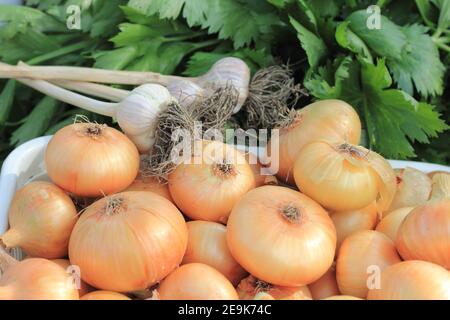 Knoblauchzwiebel und Sellerie Blätter aus der Nähe Stockfoto