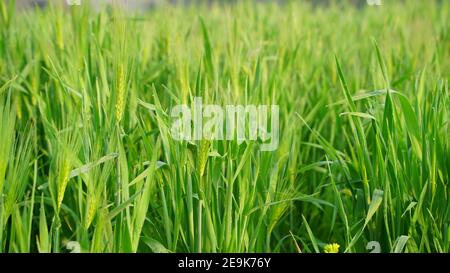 Grünes Ohr in Tröpfchen von Tau in der Natur auf einem weichen grünlichen Hintergrund. Gruppe von ganzen geschälten Weizenohr auf dem Feld. Stockfoto