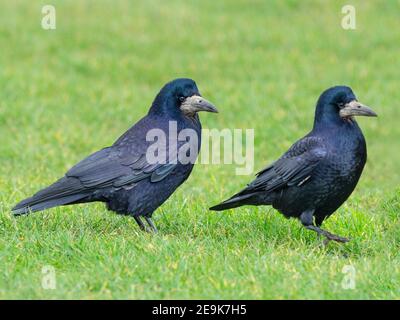 Saatkrähen Corvus frugilegus paaren sich im späten Winter kurz zuvor zusammen Nestbau beginnt Ostküste Norfolk Stockfoto