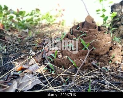 Ein Schwarm Ameisen in der Landwirtschaft Farm Indien Stockfoto