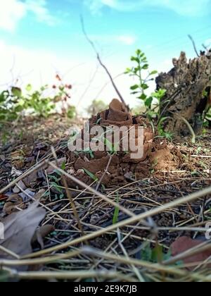Ein Schwarm Ameisen in der Landwirtschaft Farm Indien Stockfoto