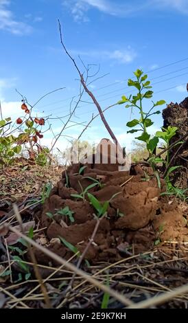 Ein Schwarm Ameisen in der Landwirtschaft Farm Indien Stockfoto