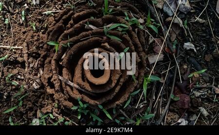 Ein Schwarm Ameisen in der Landwirtschaft Farm Indien Stockfoto