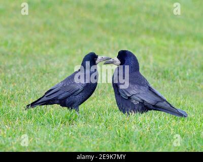 Saatkrähen Corvus frugilegus paaren sich im späten Winter kurz zuvor zusammen Nestbau beginnt Ostküste Norfolk Stockfoto