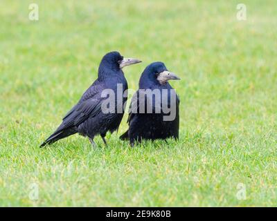 Saatkrähen Corvus frugilegus paaren sich im späten Winter kurz zuvor zusammen Nestbau beginnt Ostküste Norfolk Stockfoto