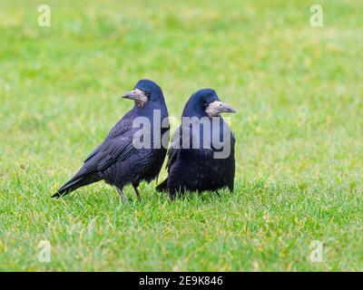 Saatkrähen Corvus frugilegus paaren sich im späten Winter kurz zuvor zusammen Nestbau beginnt Ostküste Norfolk Stockfoto