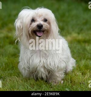 malteser Terrier Hund Stockfoto