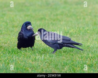 Saatkrähen Corvus frugilegus paaren sich im späten Winter kurz zuvor zusammen Nestbau beginnt Ostküste Norfolk Stockfoto