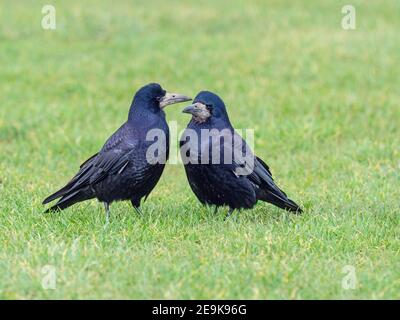 Saatkrähen Corvus frugilegus paaren sich im späten Winter kurz zuvor zusammen Nestbau beginnt Ostküste Norfolk Stockfoto