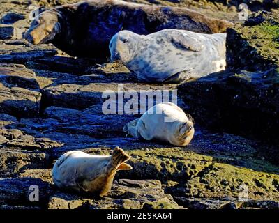Familiengruppe von 4 Kegelrobben, die sich in der Sonne sonnen Auf Felsen an der St Mary's Island Whitley Bay Stockfoto
