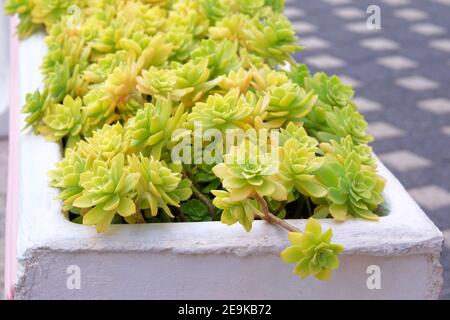 Sukkulenten Pflanzen in großen Topf im Hof. Aeonium lindleyi Pflanzen. Sukkulente Pflanze für Landschaftsgestaltung Stockfoto