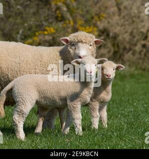 Schafe und 2 Lämmer Stockfoto