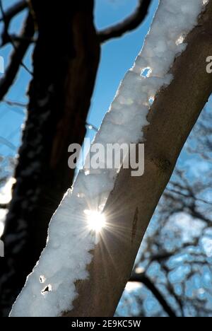 Schnee auf einem Ast, Detail mit Sonnenlicht Stockfoto