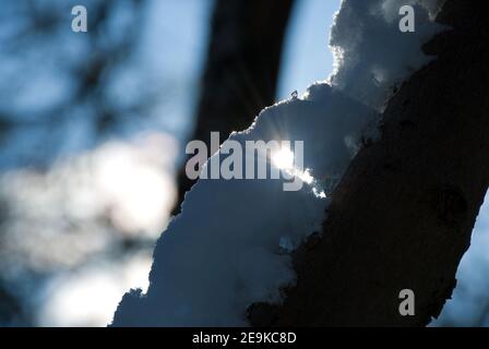 Schnee auf einem Ast, Detail mit Sonnenlicht Stockfoto