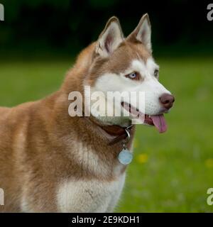 Sibirischer Husky Dog Stockfoto