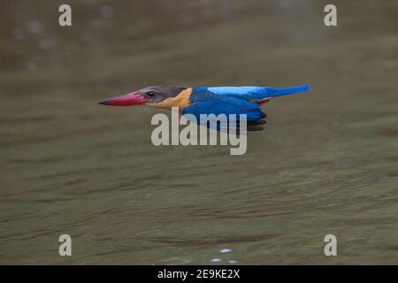 Storchschnabel-Eisvogel Pelargopsis capensis fliegt über Flusswasser Stockfoto