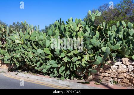 Kaktuspflanze Kaktus aus stacheligen Birnen opuntia, die als Hecke am Straßenrand verwendet wird, deren Knospe als Frucht auf der mediterranen Insel Zypern verwendet wird und allgemein als ein bekannt ist Stockfoto