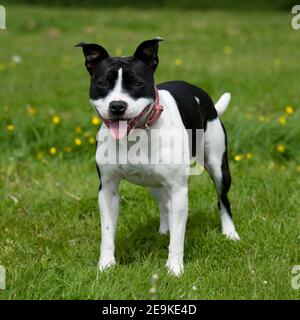 Staffordshire Bull Terrier Hund Stockfoto