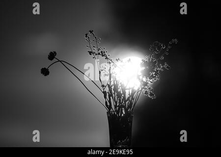 Ein Blumenstrauß im Gegenlicht auf der Straße Im Sommer Stockfoto