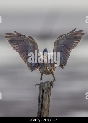 Gestreifte Reiher Butorides striata Flügel voll geöffnet Stockfoto