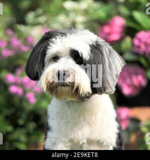 Tibet Terrier Hund Stockfoto