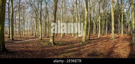 Typischer Wald in Sherwood Wald von Laubbäumen. Stockfoto