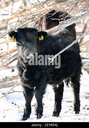 Highlander Rinderkalb mit dunklem Fell auf einem Feld an einem verschneiten Wintertag. Stockfoto