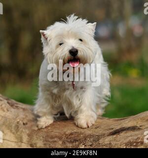 West Highland White terrier Stockfoto