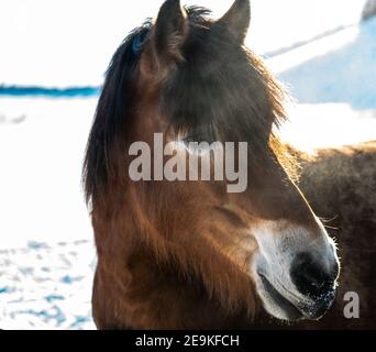 Porträt eines Pferdes mit Nahaufnahme des Kopfes auf einem verschneiten Winterhintergrund. Stockfoto