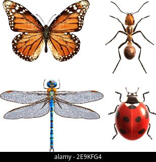 Insekten realistische farbige dekorative Ikonen Set mit Marienkäfer Libelle Ameise Schmetterling isoliert Vektor-Illustration Stock Vektor