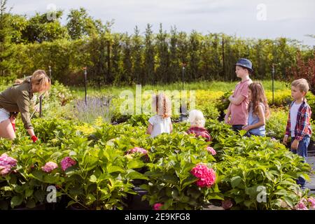 Drei Brathers Auswahl Sämlinge im Topf im Gartenladen Stockfoto