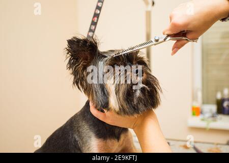 Die Pistenerin macht eine Frisur für einen yorkshire Terrier Stockfoto