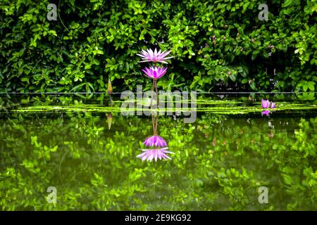 Seitenansicht einer lila Seerose in einem ruhigen Teich, mit einer perfekten Spiegelbild-Spiegelung im noch grünen Wasser. Stockfoto