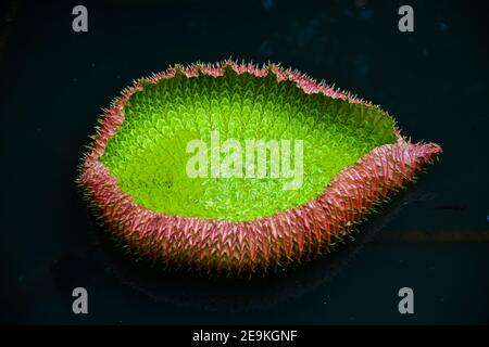 Vogelperspektive auf ein junges Lilienblatt, mit roten Stachelkanten, sich öffnend. Stockfoto