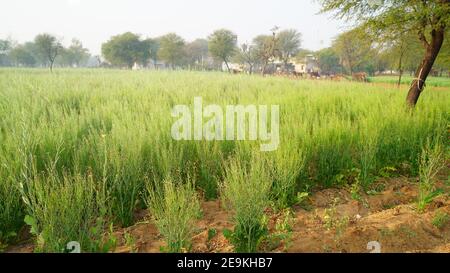 Grüner Senf oder Brassica juncea eine Art Senf Plan mit wachsenden Feldern. Wachsende Pflanze in der Wintersaison. Stockfoto