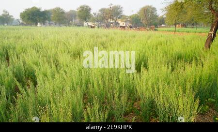 Grüne Pflanzen mit Tautropfen, blühende Pflanzen auf einem Feld. Senfpflanze Roter Riese oder Brassica juncea im Gemüsegarten. Stockfoto