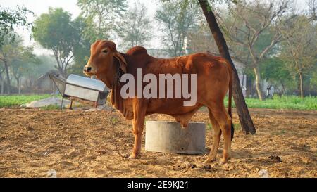 Brown Gir indischen Stier Nahaufnahme Schuss in einem Feld mit Winter nebligen Morgen. Haustiere Tierkonzept. Stockfoto