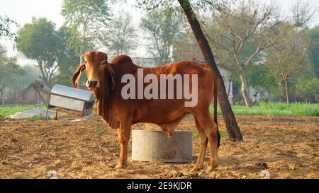 Seitenansicht des braunen indischen Stiers, der in der kalten Wintersaison Sonnenlicht schüttelt. Gir-Stier mit neugierigem Blick gegen die Kamera. Stockfoto